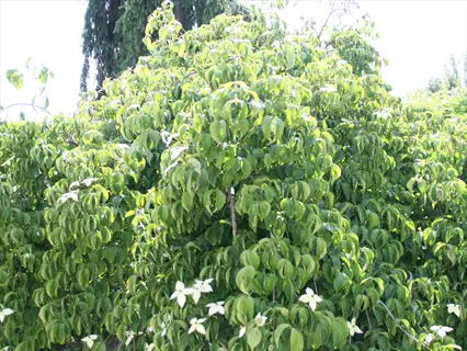 sunlit weeping kousa dogwood with lush green foliage and white blooms