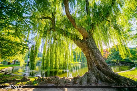 sunlit willow tree garden featuring a large weeping willow with long branches overhanging a calm pond, surrounded by lush greenery in a park