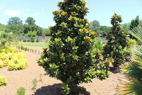sunny garden featuring a teddy bear magnolia shrub surrounded by diverse plants and palm trees