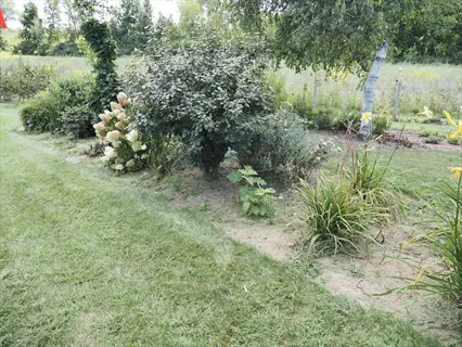 sunny garden featuring little honey hydrangea, mixed shrubs, and tall grasses with birch trees in background