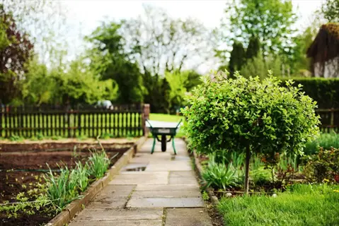 sunny garden site selection with a pathway, wheelbarrow, and greenery