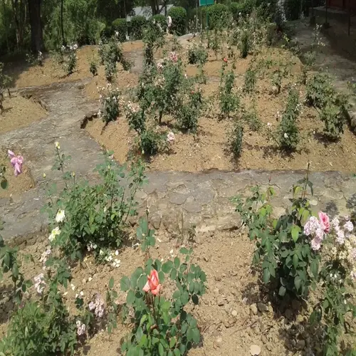sunny rose garden featuring blooming roses and visible rose garden soil between plants and stone pathways