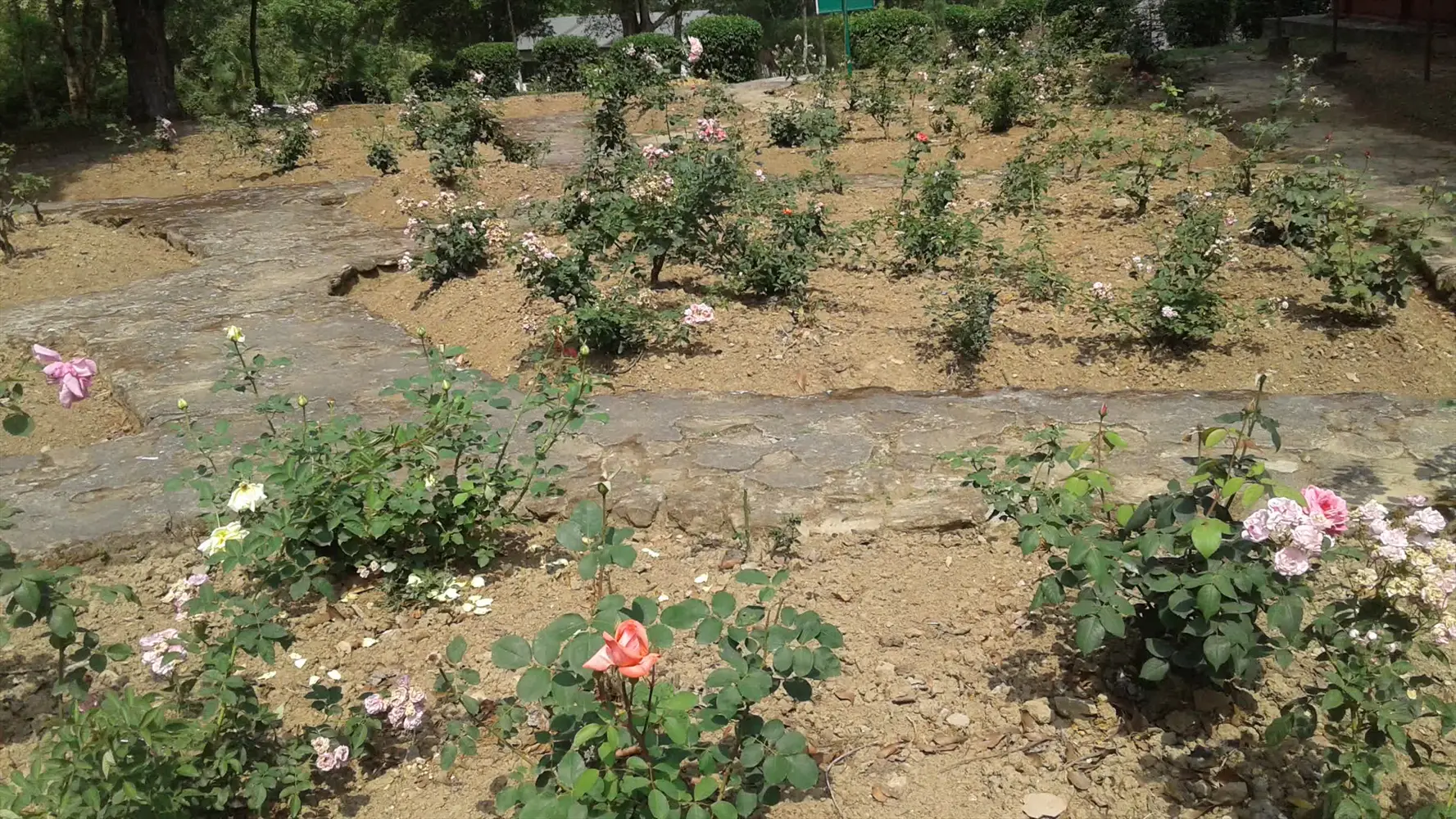 8 Best Soil for Roses: Expert Picks - Smart Garden Guru