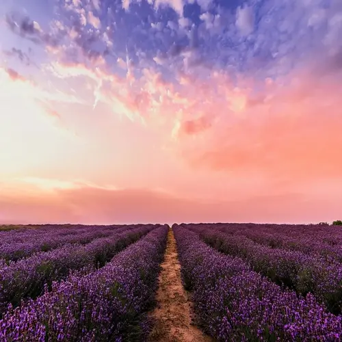 sunrise over lavender flower field with dirt path and vibrant pink-purple sky