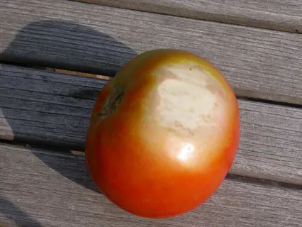 sunscald tomato fruit showing characteristic large pale sunken patch on its side, resting on weathered wooden surface