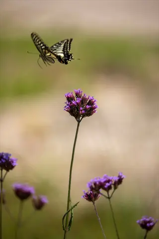 swallowtail butterfly in flight above purple verbena flower clusters with soft-focus green background