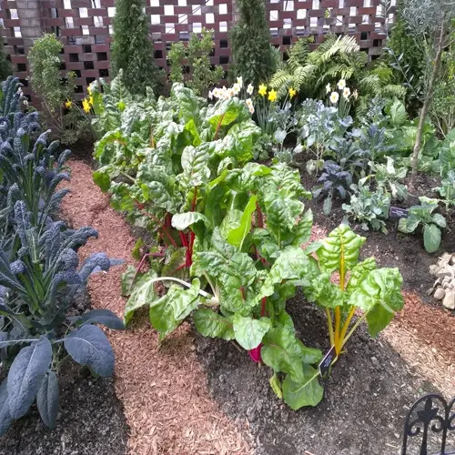 swiss chard garden rows with companion plants, mulch paths, and visible garden labels