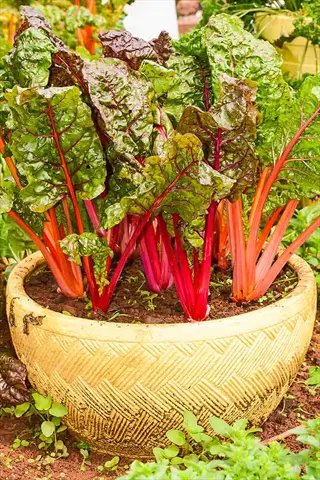 swiss chard in pots: lush plants with vibrant red and orange stems and large green leaves growing in a large woven-texture container in a garden setting
