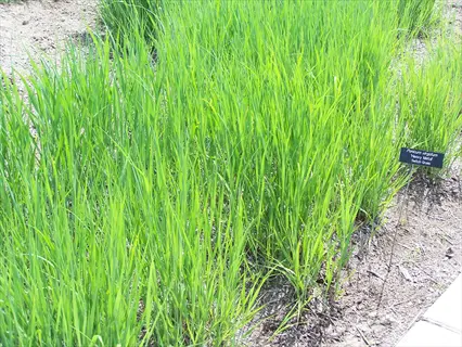 switchgrass landscape with dense green foliage and informative plant identification signs in a garden setting