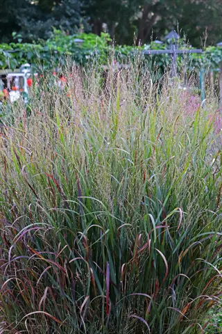 switchgrass prairie plant with tall, feathery seed heads and reddish-green foliage in a garden setting