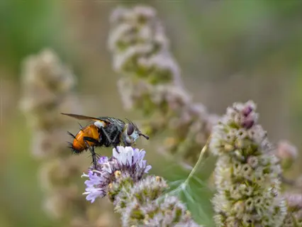 tachinid fly (parasitoid) on garden flowers, demonstrating natural pest control in garden ecosystems