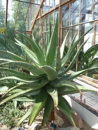 tall cape aloe ferox plant in a greenhouse with visible identification label at base