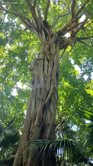 tall ficus indoor tree with thick twisted trunk and lush green foliage against sunny sky