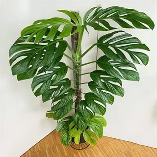 tall monstera pinnatipartita plant with large fenestrated leaves growing on moss pole against white wall