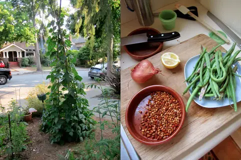 teepee bean trellis in a residential garden with kitchen counter showing bean seeds, green beans, onion, and lemon