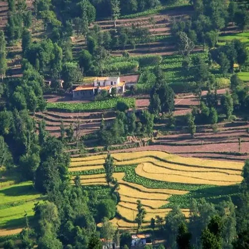 terraced farming for erosion control in a lush mountainous landscape with layered crop fields, trees, and distant buildings