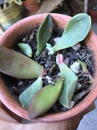 terracotta pot with succulent propagation: shriveled succulent mother leaf showing decline next to healthy leaves with visible pink roots and new rosettes. hand holding pot against wooden background with gravel soil mix