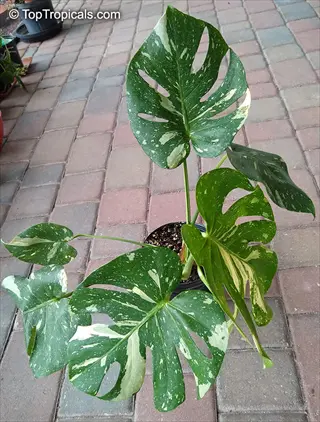 thai constellation monstera plant with white and green variegated leaves in a pot