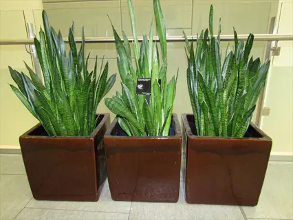 three large sansevieria zeylanica striped plants in glossy brown square pots on tiled floor with plant label in indoor commercial setting