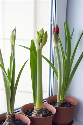 three miniature amaryllis pots with green leaves and buds on a windowsill
