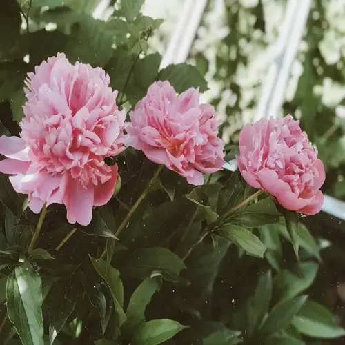 three pink peony flowers blooming in a sunlit garden with lush green foliage