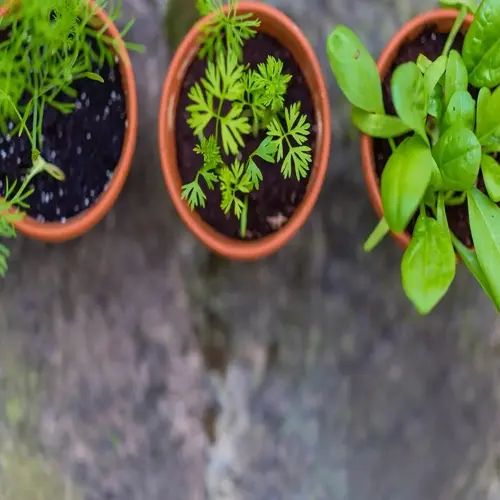 three terracotta pots with green seedlings outdoors on stone surface during hardening process