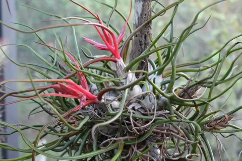 tillandsia bulbosa plant showcasing slender green leaves and vibrant red bracts in natural habitat