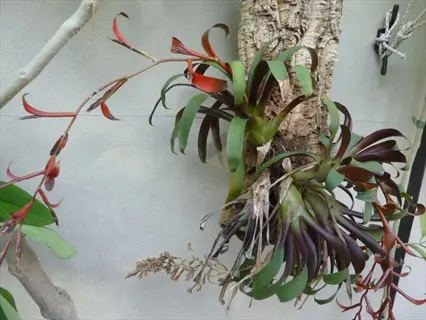 tillandsia capitata rosette with reddish bracts and flower spikes mounted on tree bark against a light wall