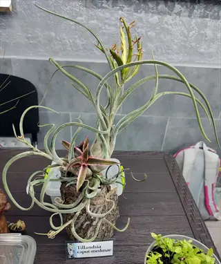 tillandsia caput-medusae air plant display on driftwood with identification label