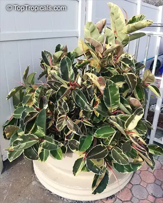 tineke rubber plant (ficus elastica 'tineke') in a white pot, showcasing variegated green and creamy leaves, placed outdoors on a brick patio