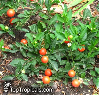 tiny cherry tomato vine with small red tomatoes and green leaves