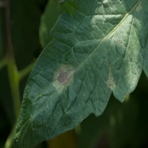 tomato blight infected leaves with visible spots and discoloration