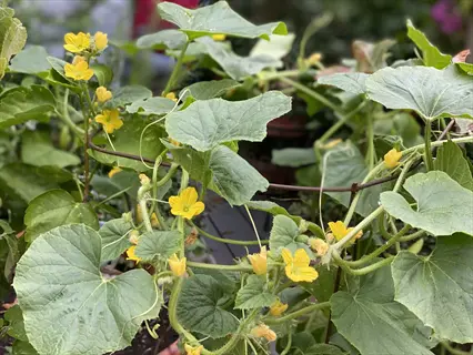 tomato cage cucumber plant with yellow flowers and large green leaves growing on a metal support structure in a garden setting