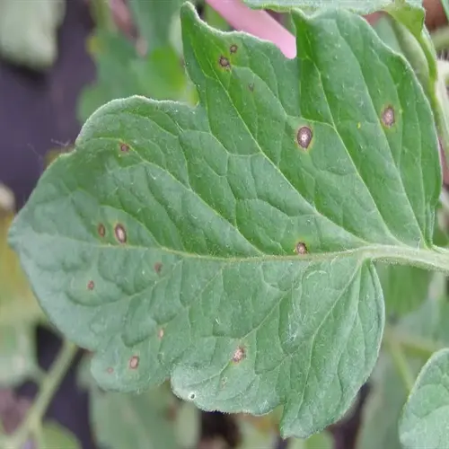 tomato leaf infected with blight disease showing characteristic dark lesions and spots