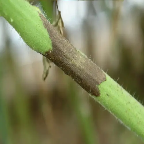 tomato plant disease closeup: stem with dark lesion and decay symptoms