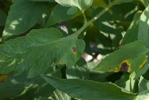 tomato plant leaves infected with early blight, showing characteristic target-like lesions with dark centers and yellow halos on green foliage