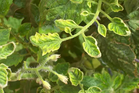 tomato plant leaves showing upward curling and distortion typical of tomato leaf curl disease in a garden setting