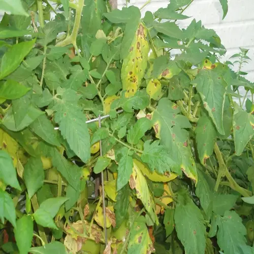 tomato plant problems in garden: yellowing leaves with brown spots indicating disease or nutrient deficiency