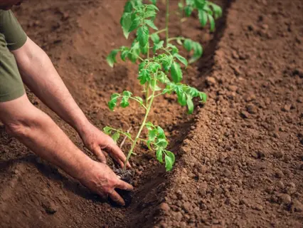 tomato trench planting: gardener's hands planting a seedling in a soil trench with other tomato plants in a row