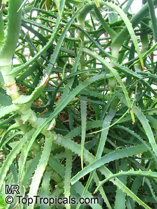 torch aloe arborescens plant with slender toothed leaves growing densely