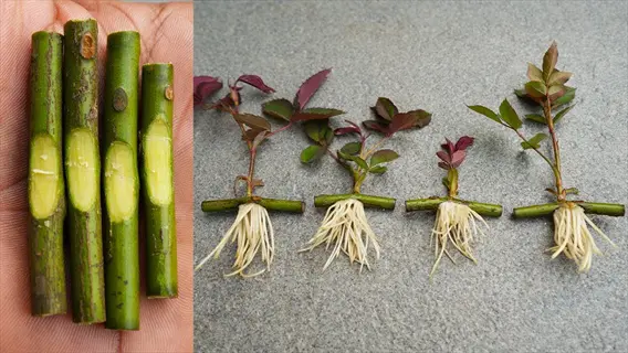 transplanting rooted rose cuttings: right shows rooted roses with new growth, left shows hand holding unrooted cuttings prepared for propagation