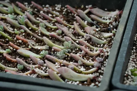tray of succulent leaf propagation showing multiple leaves developing roots and baby plants (pups) in soil mix with perlite