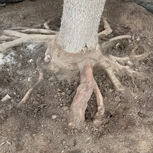 tree roots exposed soil around a tree trunk in earthy terrain