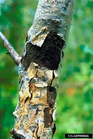 tree trunk canker: close-up of cracked, peeling bark revealing dark decayed tissue on a tree trunk with uga0590006b watermark