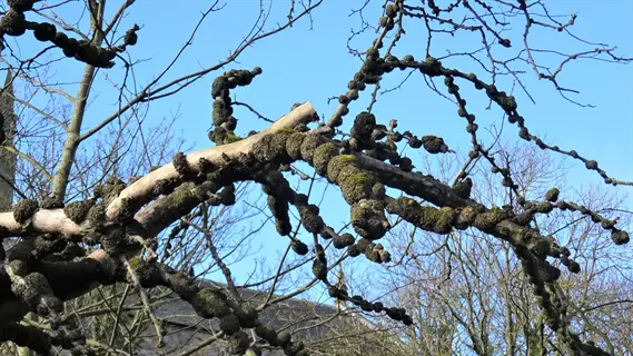 tree trunk galls: knobby growths on tree branches against clear blue sky, showing abnormal deformities (galls or knots) in a leafless tree