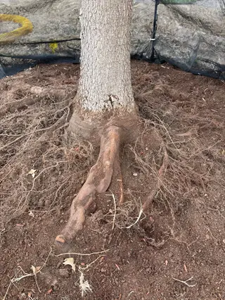 tree with exposed roots for plant roots inspection healthy, soil and net barrier background
