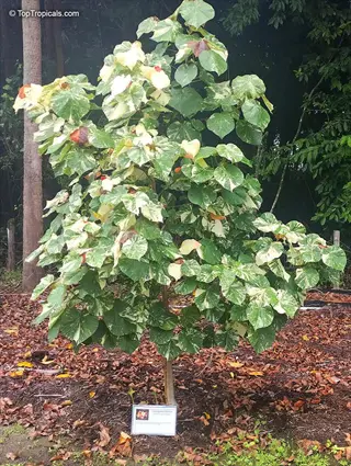 tree with white variegated tree foliage in a garden setting, sign at base