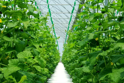 trellised hydroponic cucumber vines with yellow flowers in a commercial greenhouse