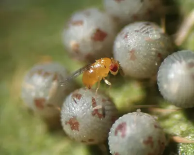 trichogramma wasp on host pest eggs, demonstrating biological pest control via parasitoid wasps in agriculture