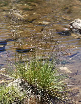 tufted hair grass with delicate seed heads growing at a shallow water's edge, surrounded by rocks and ripples under sunlight